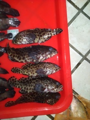 Epinephelus quoyanus