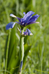 Iris spuria