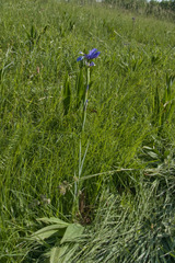 Iris spuria