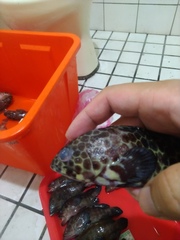 Epinephelus quoyanus