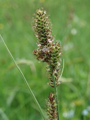 Carex hartmanii