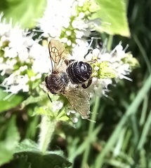 Megachile ericetorum