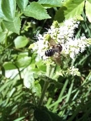 Megachile ericetorum