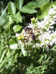 Megachile ericetorum
