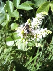 Megachile ericetorum