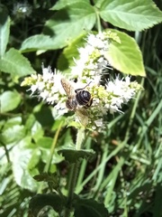 Megachile ericetorum