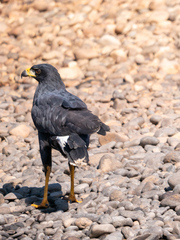 Buteogallus urubitinga urubitinga