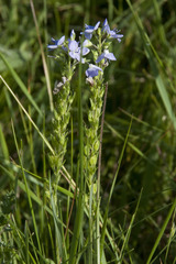 Veronica austriaca
