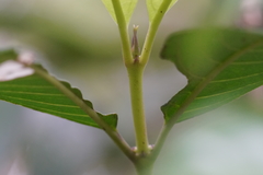 Lasianthus chinensis
