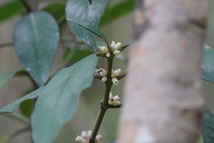 Lasianthus chinensis