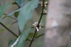 Lasianthus chinensis