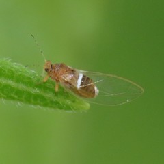Bactericera dorsalis