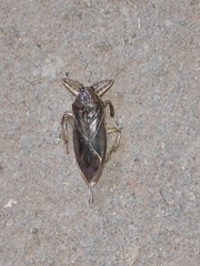 Lethocerus patruelis