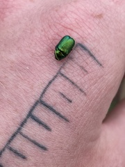 Cryptocephalus aureolus