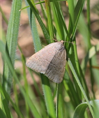 Acosmetia caliginosa