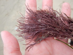 Lithothrix aspergillum