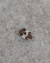 Anthrenus pimpinellae