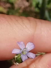 Linum hologynum