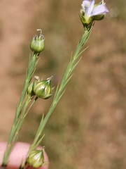 Linum hologynum