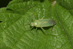 Orthotylus marginalis