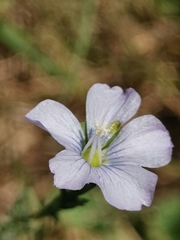 Linum hologynum