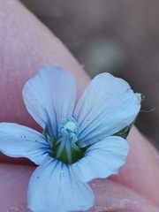 Linum hologynum