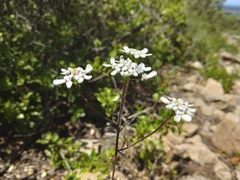 Iberis pinnata