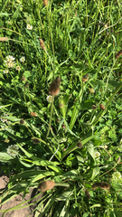 Plantago lanceolata