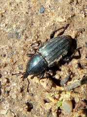 Sphenophorus striatopunctatus