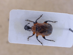 Apoderus coryli