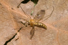 Macrocera phalerata