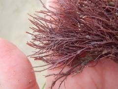 Lithothrix aspergillum