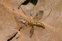 Macrocera phalerata