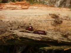 Uloma culinaris