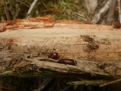 Uloma culinaris