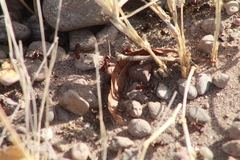 Pogonomyrmex rugosus