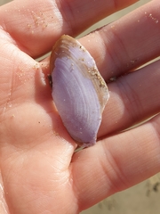 Hiatula nitida