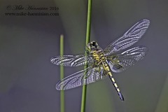 Celithemis martha