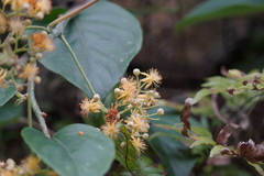 Actinidia latifolia