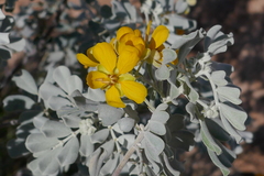 Senna artemisioides helmsii