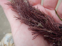 Lithothrix aspergillum