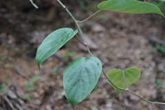 Actinidia latifolia