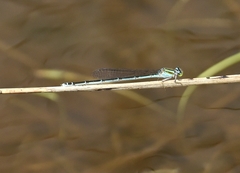 Pseudagrion malabaricum