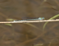 Pseudagrion malabaricum