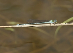 Pseudagrion malabaricum