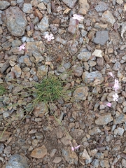 Dianthus microlepis
