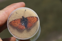 Boloria erubescens