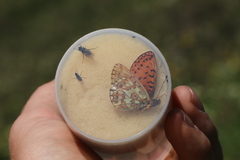Boloria erubescens