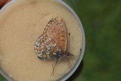 Boloria erubescens