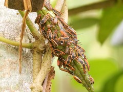 Arocatus sericans species-group